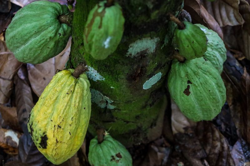 Maior produtor de cacau do Brasil, Pará protege território contra a praga Monilíase