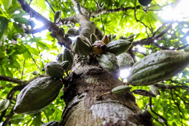 Pará é autossuficiente na produção de sementes de cacau com sustentabilidade